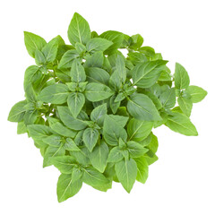 Fresh Greek basil herbs bouquet isolated on white background cutout. Top view.