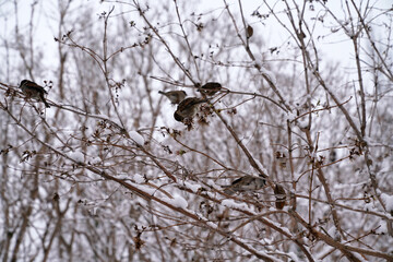 sparrow sitting on the branches of trees in winter  