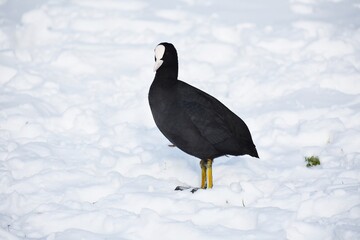 Close up of an Eurasian coot or Fulica atra on snow.