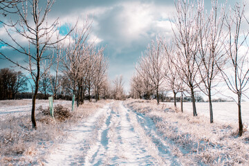 winter landscape with trees