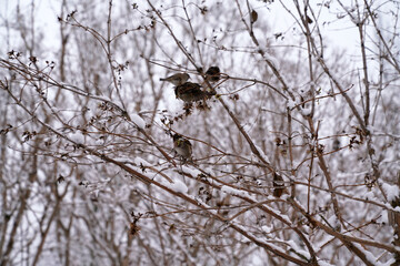 sparrows sitting on the branches of trees in winter  