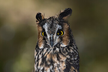 Long-Eared Owl (Asio otus) Portrait