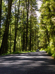 Obraz premium road in the forest