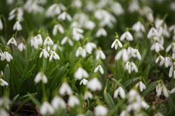 Snow drop flowers close-up, flowery field white and green colors as first marks of spring time.