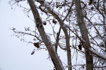 bare tree branches in the park	