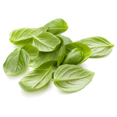 Sweet basil herb leaves handful isolated on white background closeup