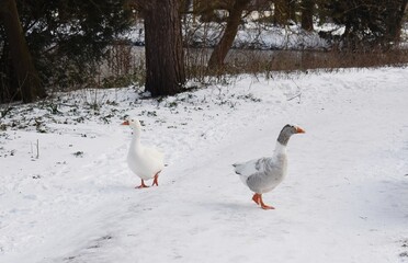 Snowy winter landscape with white geese walking around, in the city park.