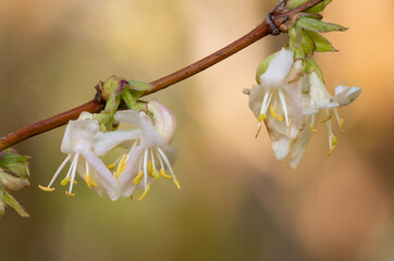 Macro shot of purpus honeysuckle (lonicera x purpusii) flowers