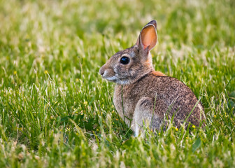 A wild rabbit in watching in the grass with its ears backlit by sunlight