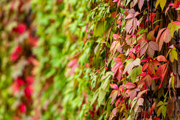 green, yellow, red, orange ivy leaves against white wall, Close-up, selective focus