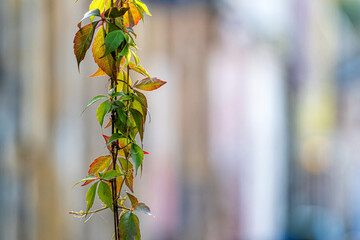 colorful autumn ivy leaves on a defocused old city street background