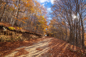Obraz premium Autumn Landscape. Pathway in the forest.