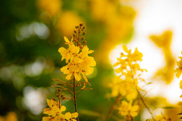 yellow flowers