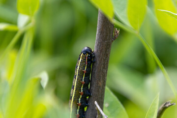 Closeup of a caterpillar with black head on the branch