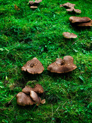 Hericium erinaceus mushrooms on the glade in the grass. High quality photo © Anna