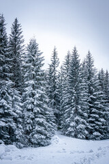 Snowy valley - Kalatówki, Tatra Mountains, Poland - obrazy, fototapety, plakaty