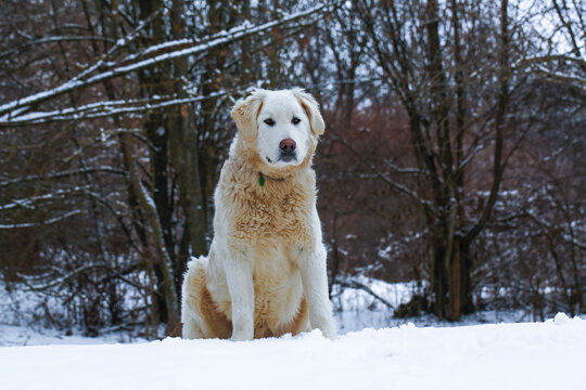 Beautiful adult white big dog ( Slovak cuvac ) in a snowy country.