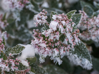 Gefrorene Blüten