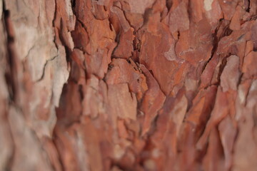 소나무 껍질의 질감(Texture of pine bark)