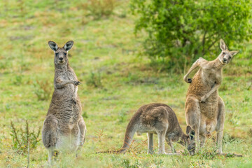 Funny Kangaroo pointing at his not so sharp buddies