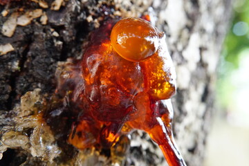 Closeup of beautiful orange sap from tree trunk macro shot.