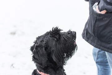 Riesenschnauzer Hund mit schwarzem Fell schnuppert an der Tasche des Herrchen und wartet auf eine Belohnung für gutes Verhalten im Winter mit Schnee bei Nebel Wetter, Deutschland 