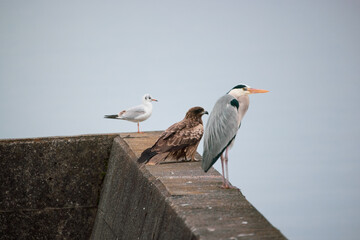 琵琶湖の防波堤にとまる野鳥