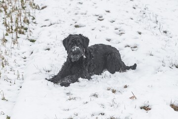 Riesenschnauzer Hund mit schwarzem Fell spielt und wälzt sich im Schnee im Winter und Nebel Wetter, Deutschland