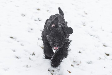 Giant schnauzer dog with black fur running and jumping towards camera in winter with snow in fog weather, Germany
