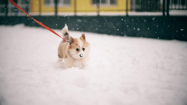Little funny corgi fluffy puppy running through the snow, slow motion