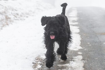 Giant schnauzer dog with black fur running and jumping towards camera in winter with snow in fog weather, Germany