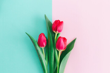 Tender pink tulips on pastel pink and turquoise background. Greeting card for Women's day.