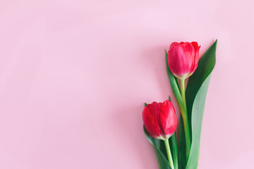 Obraz premium Tender pink tulips on pastel pink background. Greeting card for Women's day.