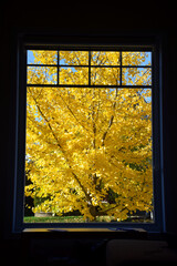 Montreal, Quebec: Ginko tree in full yellow fall foliage, framed perfectly in a living room window