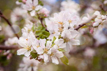 Obraz premium Apple blossom. Apple tree blooms in the garden in spring.