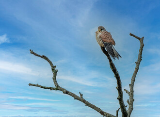 Birds of prey on the branch