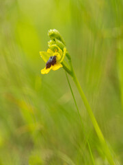 wild yellow orchid with out-of-focus background.
