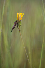 large insect perched on yellow flower