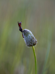 wasp perched on a flower.