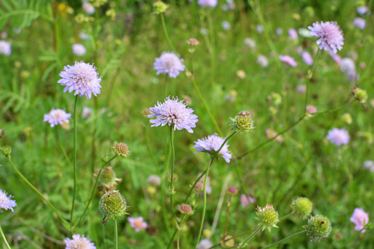 In nature, Knautia arvensis grows among grasses