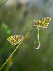 two green and white butterflies perched on a wildflower.