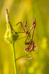 praying mantis perched on a flower