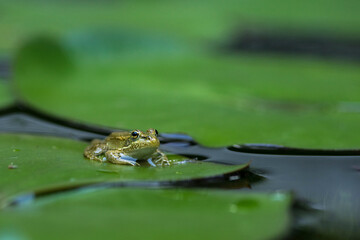 frog perched on a water lily