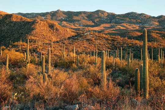 Late afternoon in Saguaro National Park
