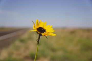 flower in the field by the road route 66