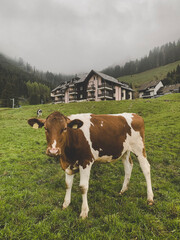 Fototapeta na wymiar cows in the mountains of switzerland gruyeres 