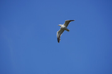 seagull in blue sky flight
