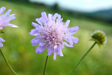In nature, Knautia arvensis grows among grasses