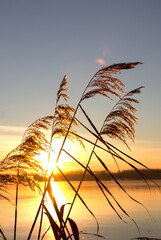 Golden reed grass on a yellow sunset background. Pampas grass on the lake, reed layer, reed seeds. Vertical photo.
