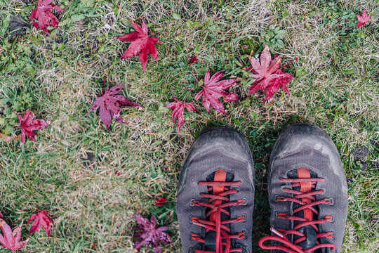 Top view of dirty shoes on green grass and with red and purple fallen autumn leaves.